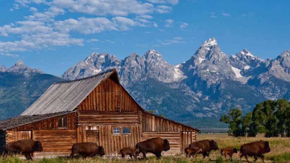 farm buffalo mountains